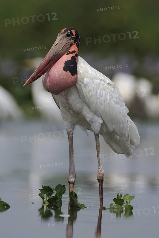 Jabiru (Jabiru mycteria), Pantanal, Brazil