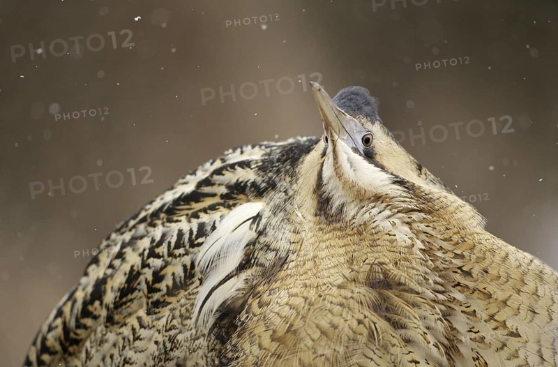 Eurasian Bittern (Botaurus stellaris) male, Nizhegorodskaya, Russia