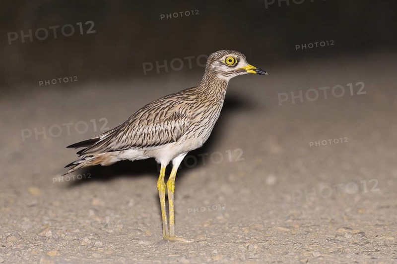Eurasian Stone-curlew (Burhinus oedicnemus), Vila Franca de Xira, Portugal