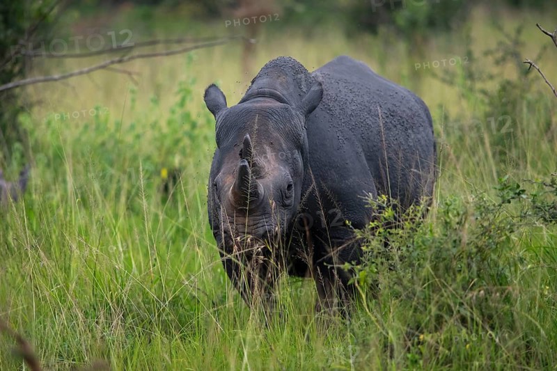 Black rhinoceros (Diceros bicornis) or black rhino in tall grass, Akagera National Park or Kagera National Park, Eastern Province, Rwanda