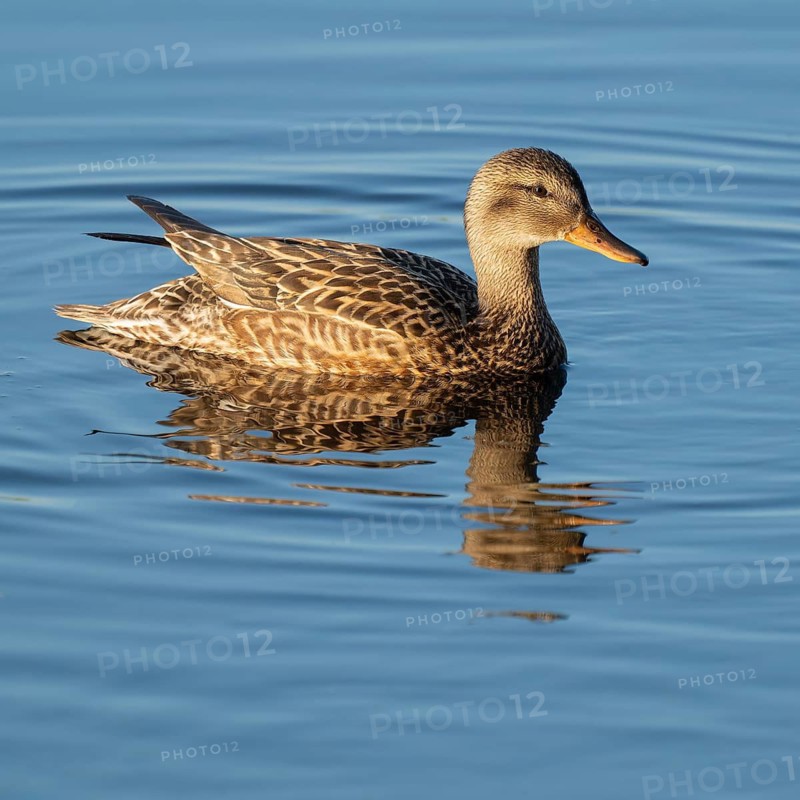 Mallard (Anas platyrhynchos), female swimming on a lake, blue water, Lower Saxony, Germany