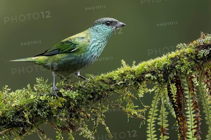 Black-capped Tanager (Tangara heinei) perched on a branch in Colombia, South America