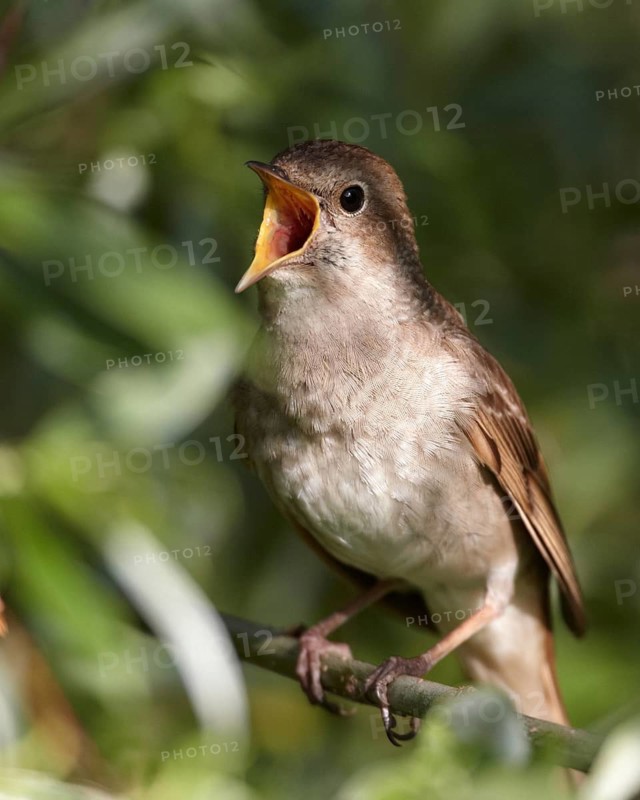 Common Nightingale (Luscinia megarhynchos) singing, Mecklenburg-Western Pomerania, Germany