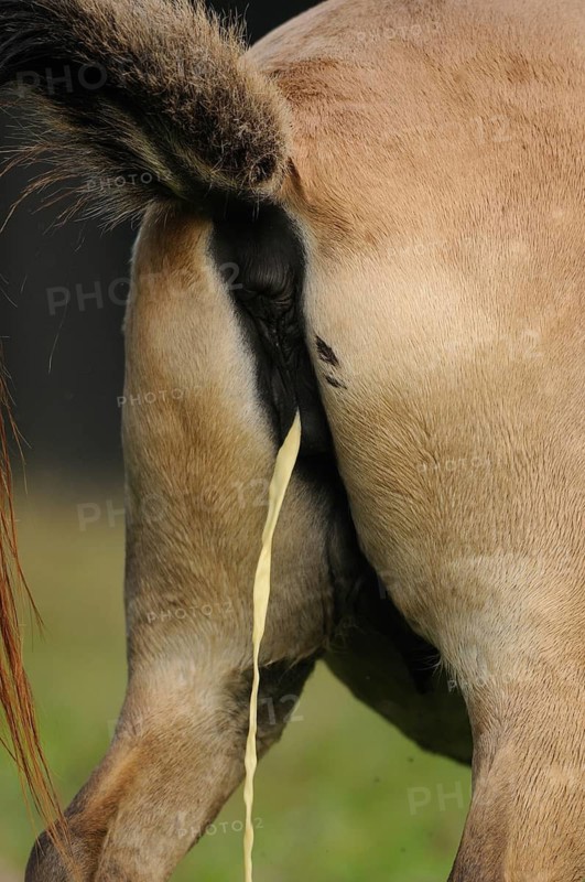 Close-up of a sand-coloured horse urinating in a meadow, Przewalski's horse (Equus ferus przewalskii), Bavarian Forest National Park
