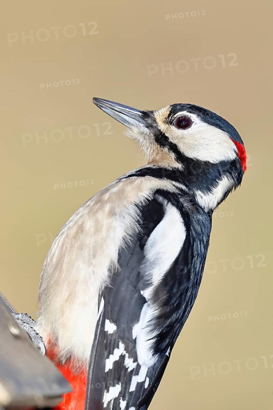 Great spotted woodpecker (Dendrocopos major), male, animal portrait, close-up, Wilnsdorf, North Rhine-Westphalia, Germany