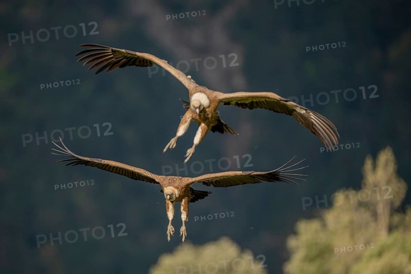 Griffon vulture (Gyps fulvus), approaching, Pyrenees, Spain