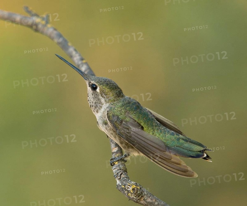 Female Anna's Hummingbird in threat posture