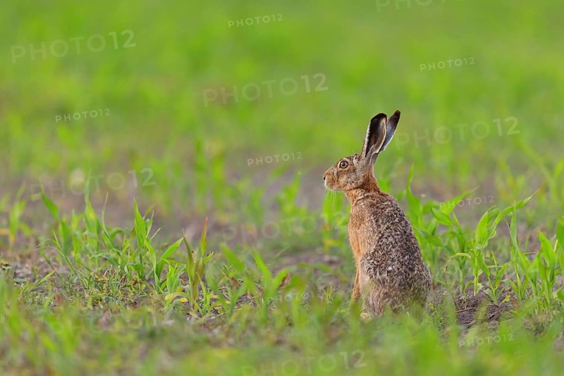European hare (Lepus europaeus), European Hare, Brown Hare, Tiszaalp-r, Kiskuns-gi National Park, B-cs-Kiskun, Hungary