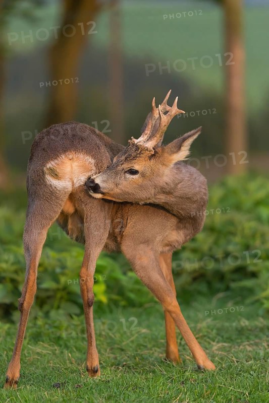 One male Roe Deer, Roe buck (Capreolus capreolus), standing on a green meadow with some green trees in the background, grooming himself