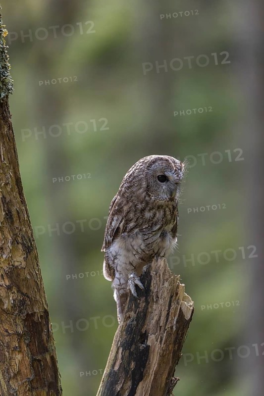 One tawny owl or brown owl (Strix aluco) sitting on a dead tree in the bavarian forest. Green vegetation around