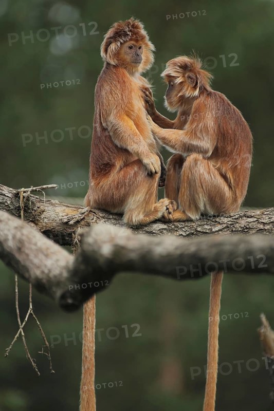 Javan lutung (Trachypithecus auratus), two, adult, grooming, captive