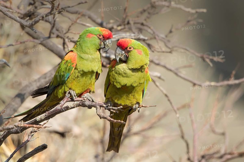 Red-fronted Macaw (Ara rubrogenys) perched on a branch, Bolivia