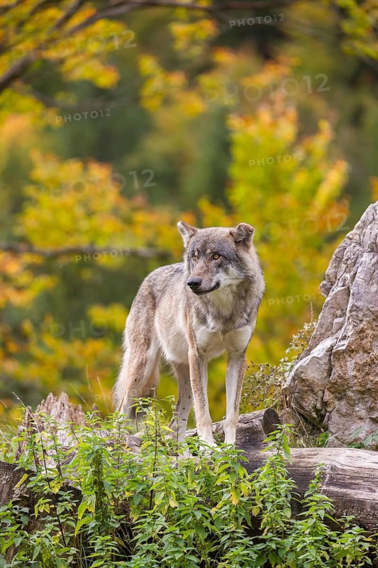 A Eurasian gray wolf (Canis lupus lupus) stands, framed by leaves, on a hill between rocks and rotting tree trunks. Behind it lies a forest in intense autumn colors