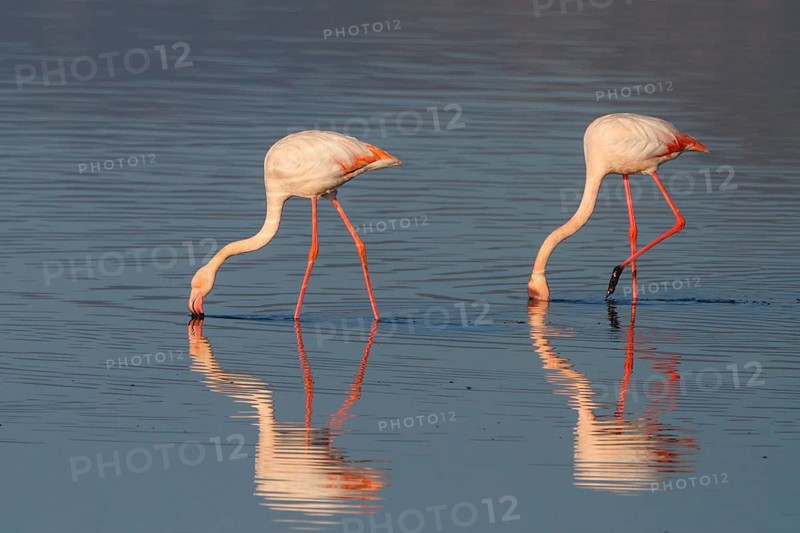 Greater Flamingo (Phoenicopterus roseus), Greece