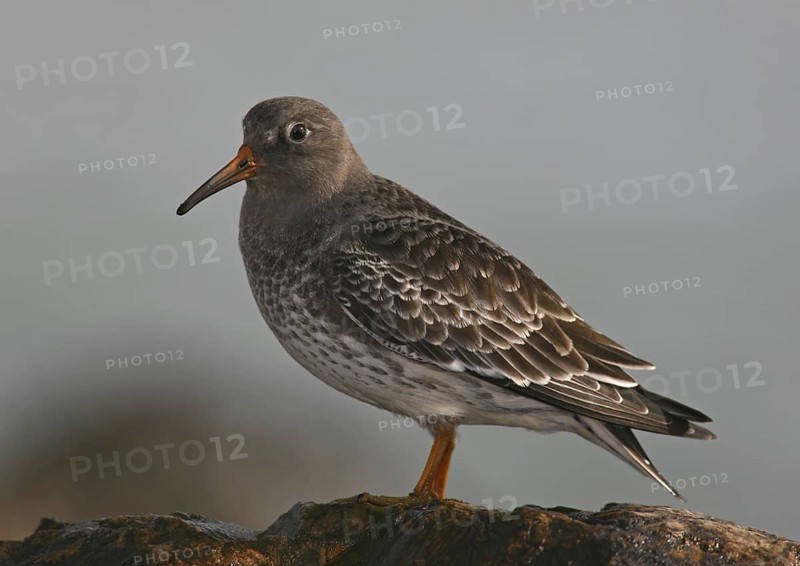 Purple Sandpiper (Calidris maritima), Carcavelos, Portugal