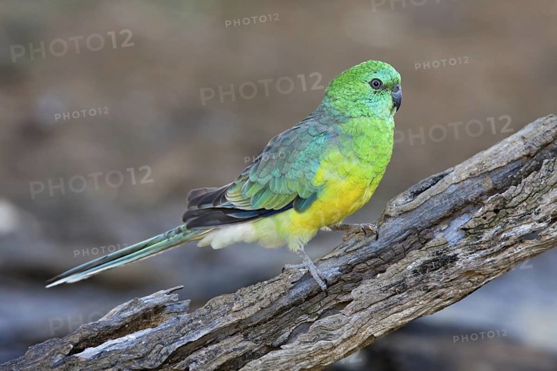 Red-rumped Parrot (Psephotus haematonotus) male, Australian Capital Territory, Australia