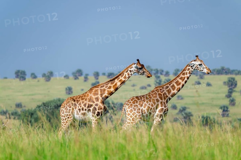 Rothschild's giraffes (Giraffa camelopardalis rothschildi) in green grass, Murchison Falls National Park, Uganda