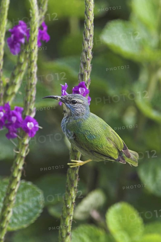 Shining Honeycreeper (Cyanerpes lucidus) female, Costa Rica