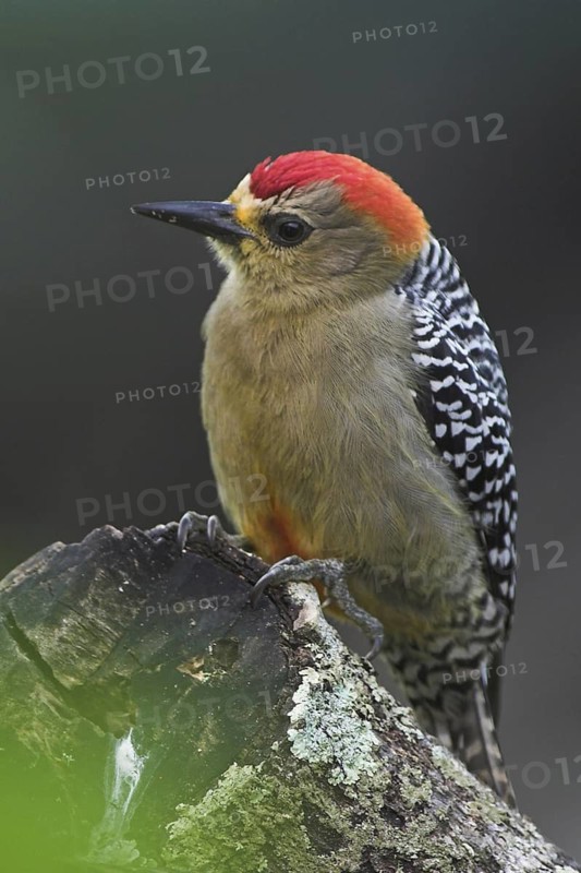 Red-crowned Woodpecker (Melanerpes rubricapillus), Costa Rica