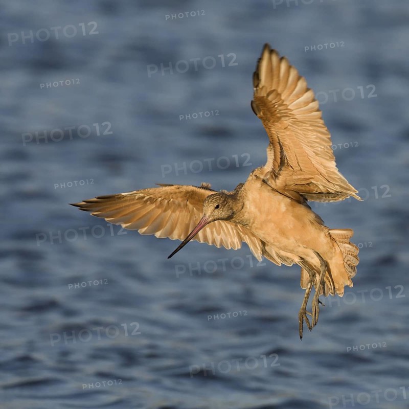 Marbled Godwit (Limosa fedoa) flying, Washington, USA
