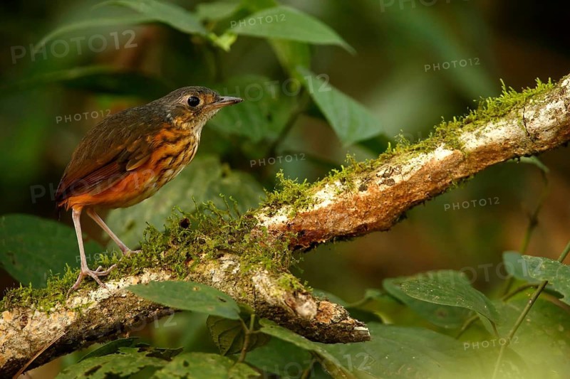 Thicket Antpitta (Hylopezus dives), Costa Rica