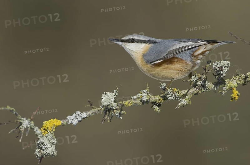 Eurasian Nuthatch (Sitta europaea), Saxony, Germany
