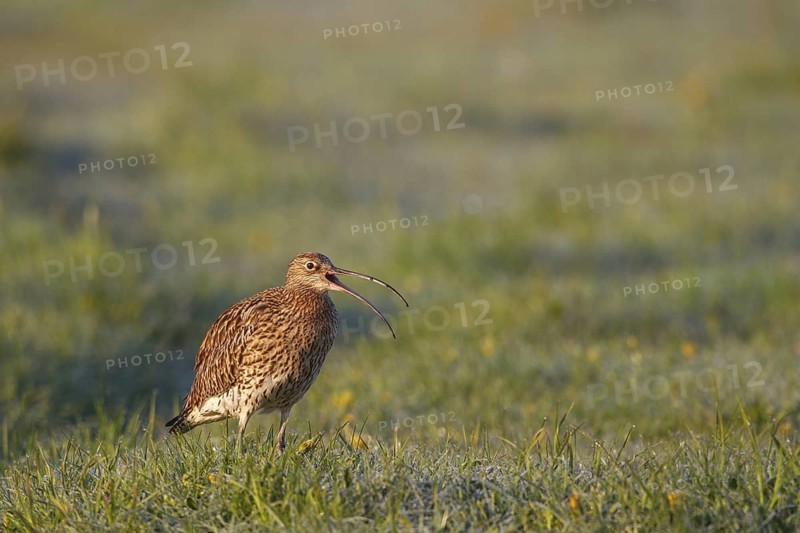 Eurasian Curlew (Numenius arquata), North Rhine-Westpalia, Germany