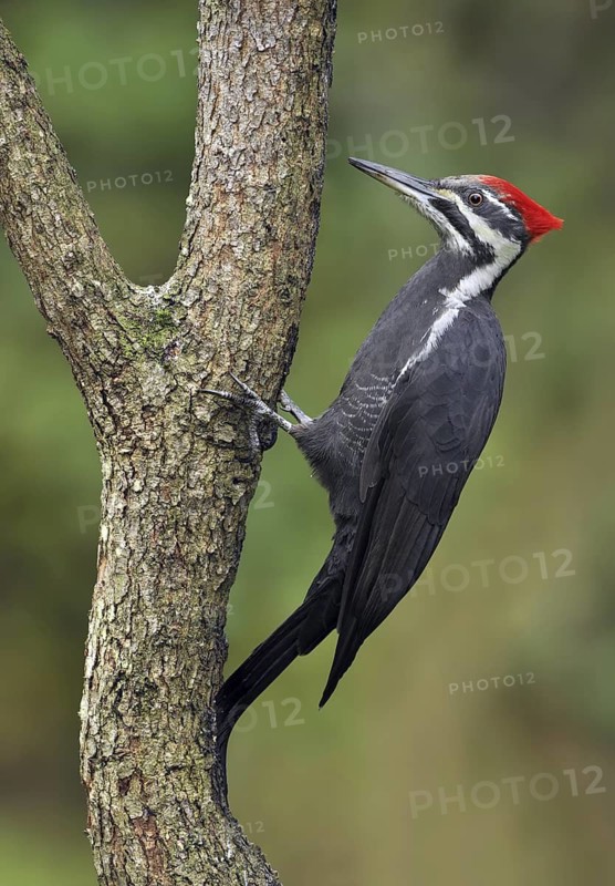 Pileated Woodpecker (Dryocopus pileatus), British Columbia, Canada
