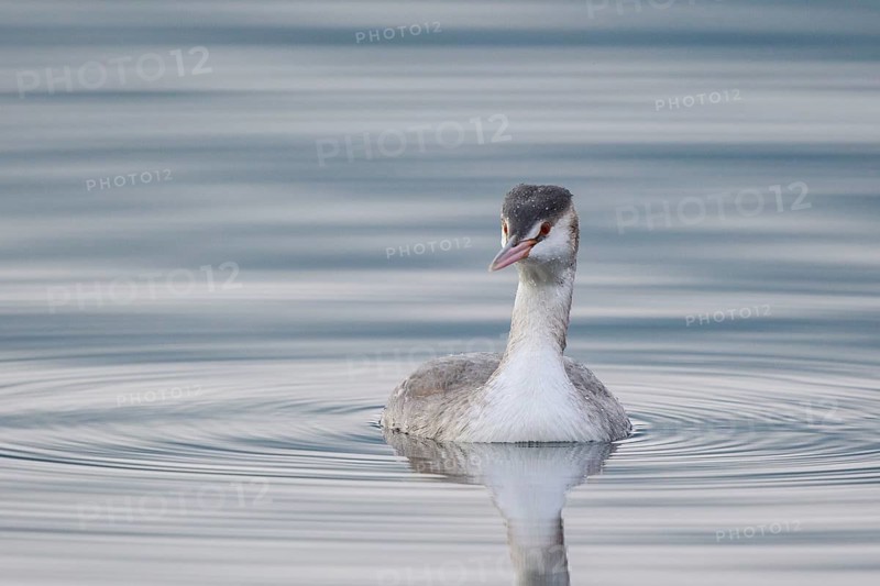 Great Crested Grebe (Podiceps cristatus), Carinthia, Austria
