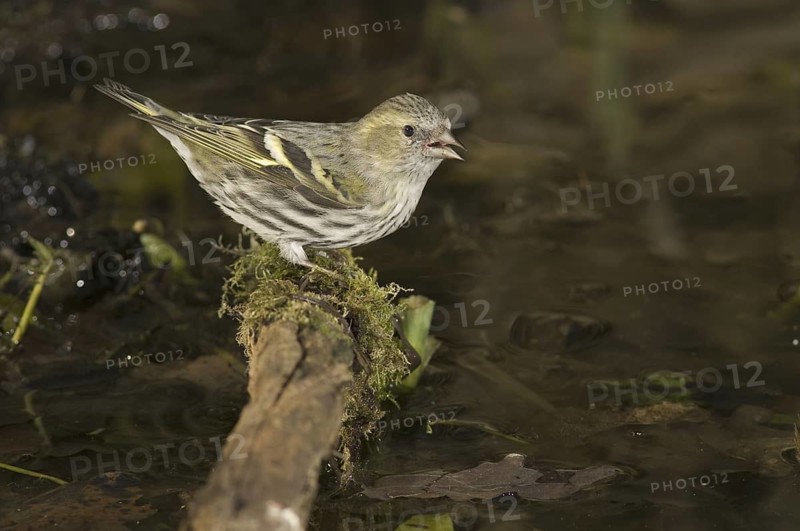 Eurasian Siskin (Spinus spinus) female, Saxony, Germany