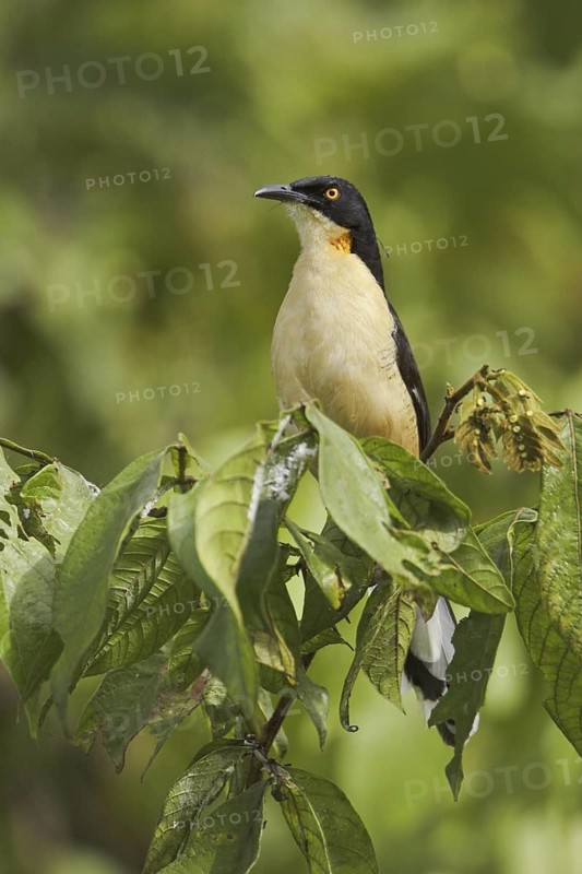 Black-capped Donacobius (Donacobius atricapilla), Ecuador