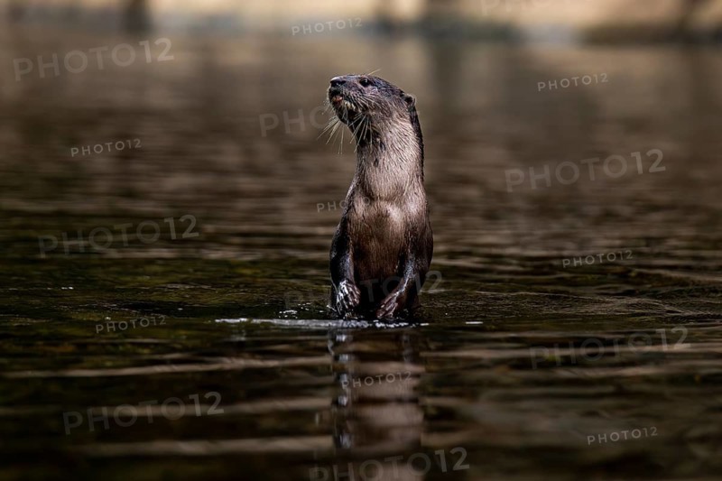 A juvenile nutria stands alert in a serene waterway within Khao Sok National Park, Surat Thani Province, Thailand, surrounded by natural forest scenery