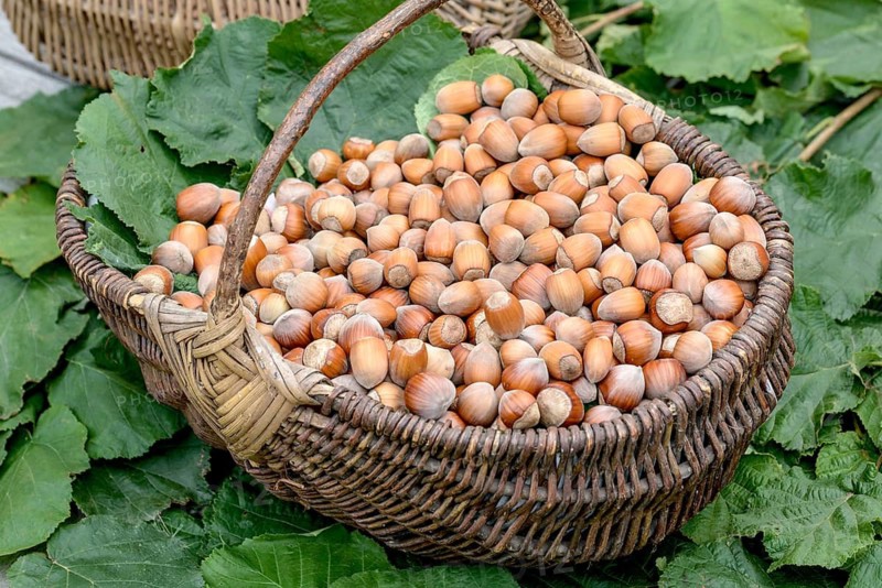 Hazelnut (Corylus in varieties),  Germany