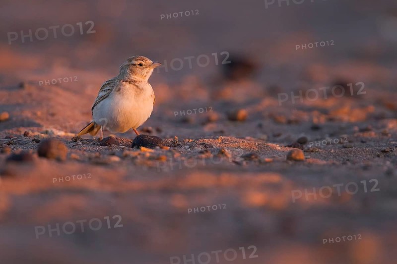 Short-toed Lark - Kurzzehenlerche - Calandrella brachydactyla ssp. rubiginosa, Morocco, adult