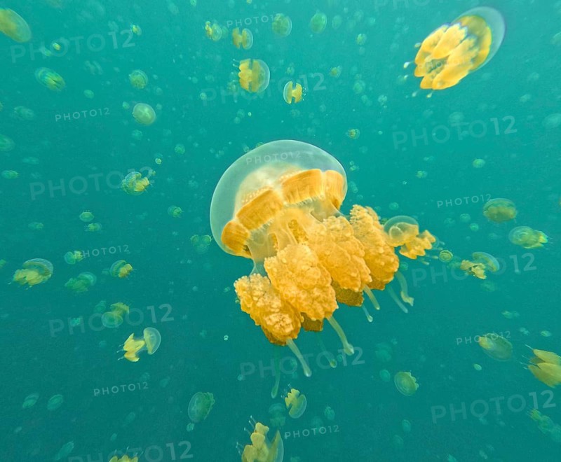 An enchanting underwater scene features numerous golden jellyfish gracefully floating in turquoise waters, creating a serene and magical marine atmosphere