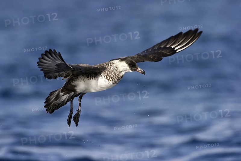 Pomarine Skua (Stercorarius pomarinus) flying, Eilat, Israel