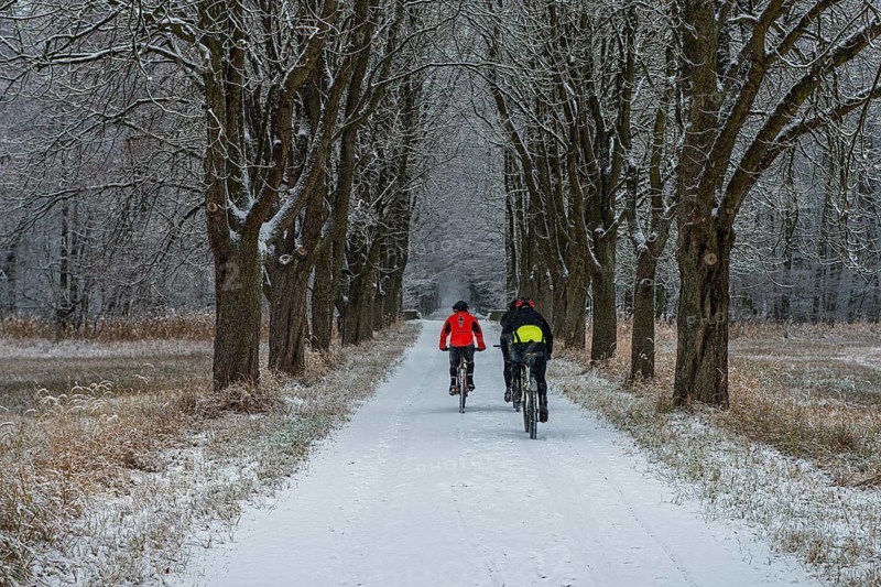 Three mountain bikers on snowy alley, Mönchbruch, Rüsselsheim am Main, Hesse, Germany