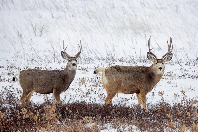 Rocky Mountain mule deer (Odocoileus hemionus) two bucks foraging on snow covered prairie in winter, Saskatchewan in Western Canada
