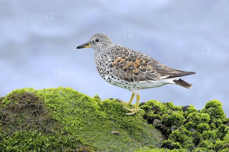 Surfbird (Calidris virgata), California, USA