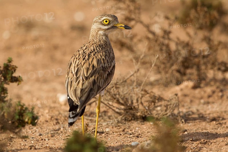 Eurasian Stone-curlew (Burhinus oedicnemus), Morocco