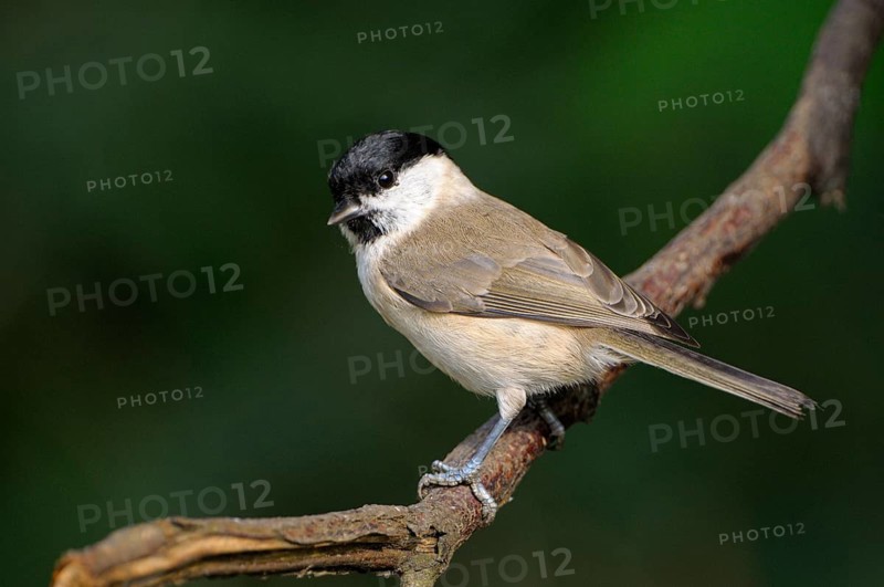 Sumpfmeise (Poecile palustris), Marsh tit, Altvogel, Oktober, NSG Dingdener Heide, Nordrhein-Westfalen, Deutschland