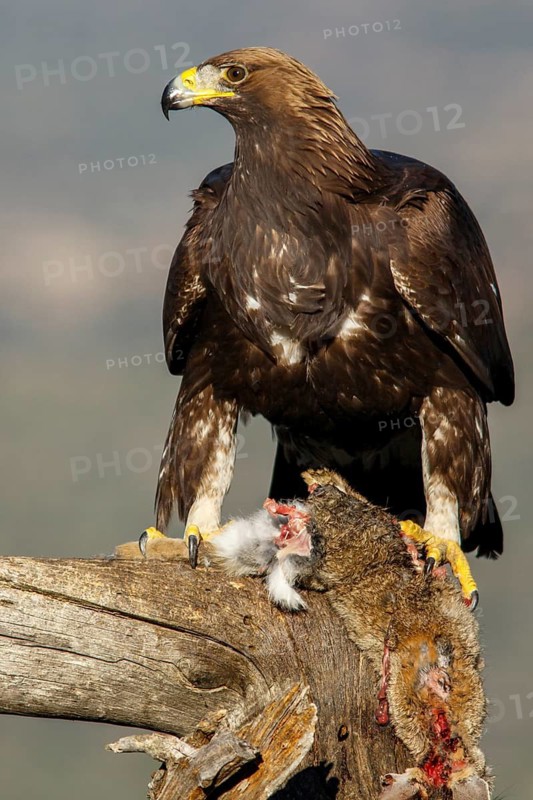 Golden Eagle (Aquila chrysaetos) immature, first winter plumage eating a rabbit, Castile and Leon, Spain