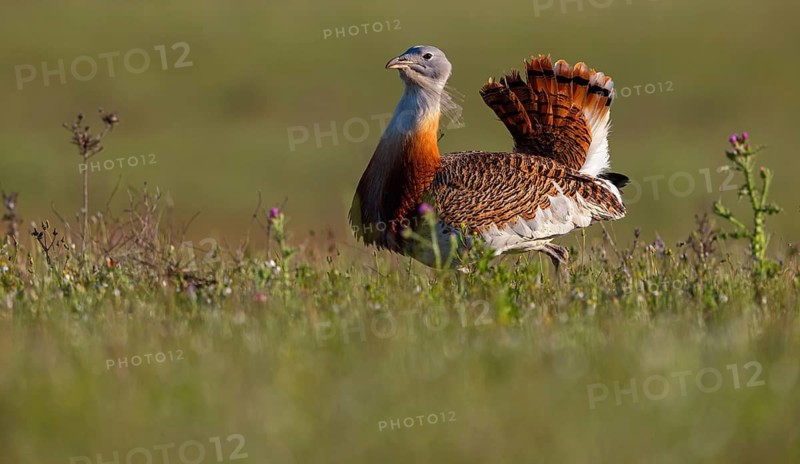 Great bustard (Otis tarda), Outarde barbue, Avutarda Común, Spain, Toledo, Hides De Calera / Great Bustard, Calera Y Chozas, Castilla La Mancha / Toledo, Spain