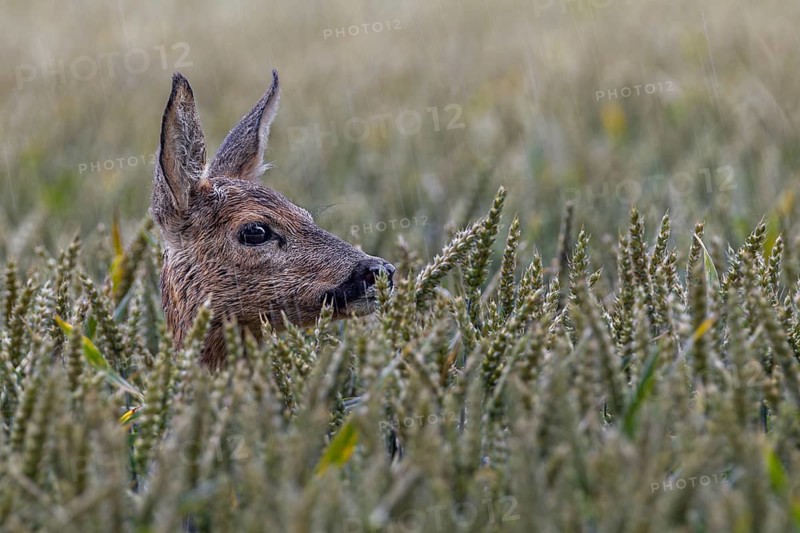 Doe (Capreolus capreolus) in the rain in a wheat field, cereals, summer, July, Germany