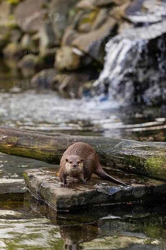 One oriental small-clawed otter or Asian small-clawed otter (Aonyx cinerea), standing on a rock surrounded by water and a little cascade in the background