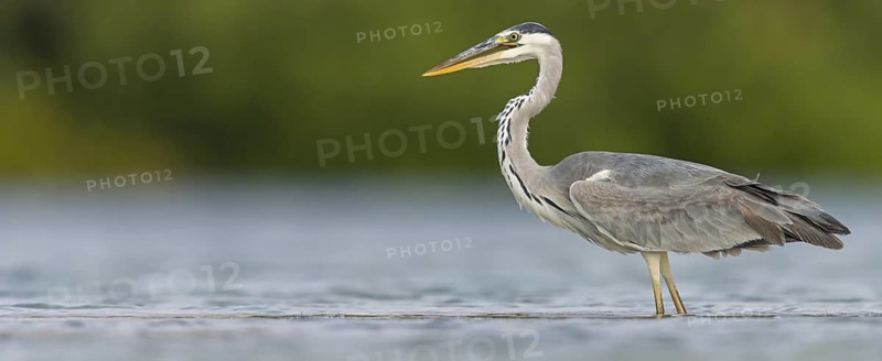 Grey grey heron (Ardea cinerea), Foraging, Boat Trip, Tiszaalpár, Kiskunsági National Park, Bács-Kiskun, Hungary
