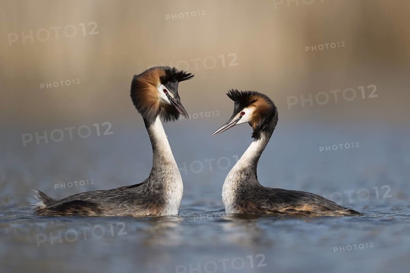 Great Crested Grebe (Podiceps cristatus) pair displaying, North Rhine-Westphalia, Germany