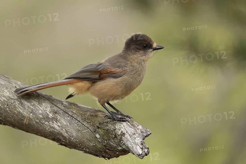 Siberian Jay (Perisoreus infaustus) perched on a branch, Dalarna, Sweden