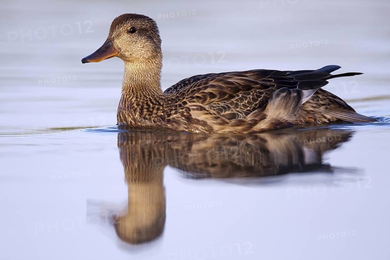 Gadwall (Mareca strepera) female, Andalusia, Spain