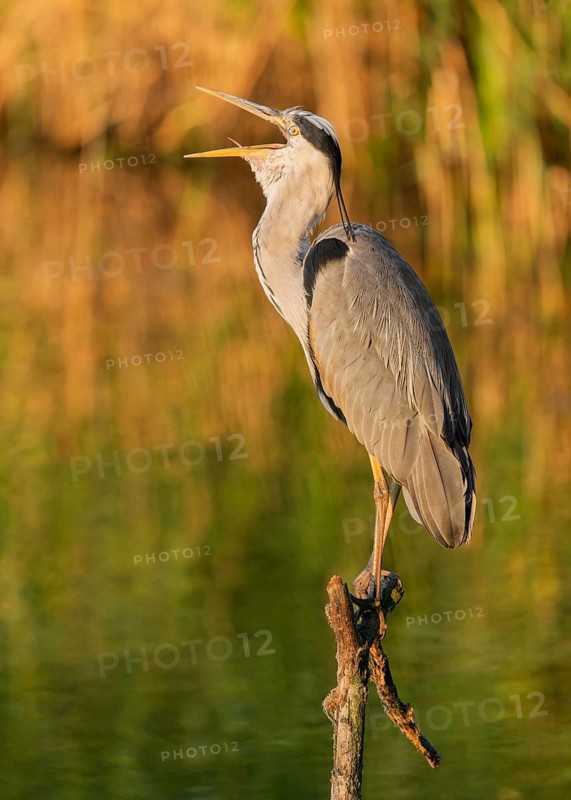 Grey heron (Ardea cinerea) standing on a dead branch by a lake, beak open, warm morning light, Lower Saxony, Germany